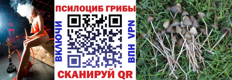 Купить где  Ногинск  Галлюциногенные грибы GOLDEN TEACHER 